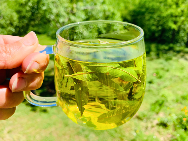 Lemon Verbena Tea - Image 2