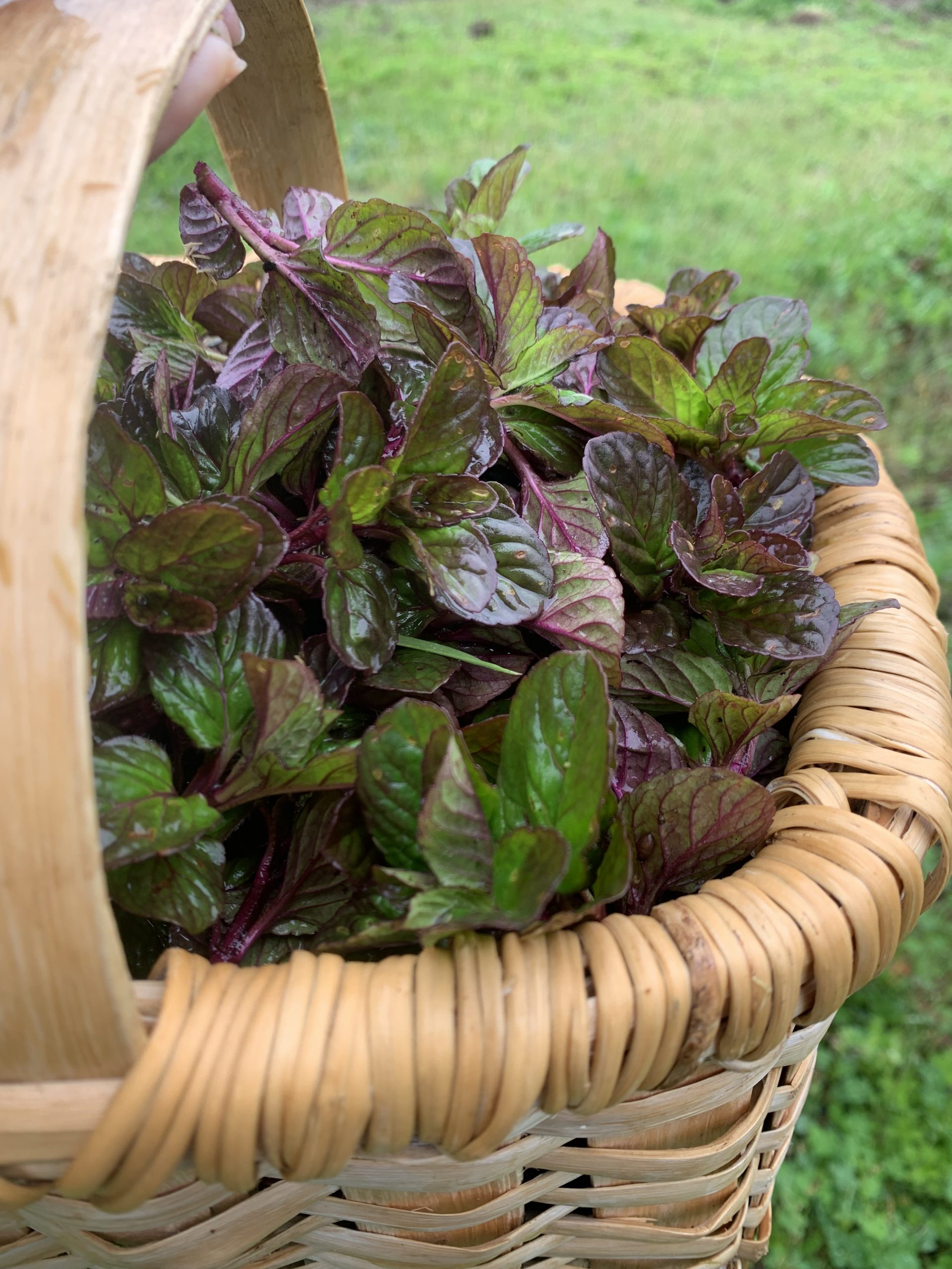 Farm Mint Tea - Image 4