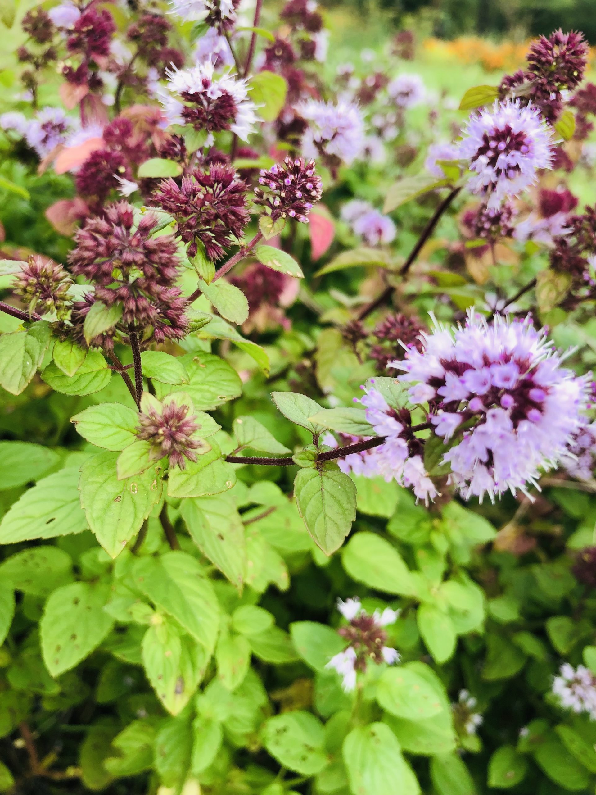 Farm Mint Tea - Image 3