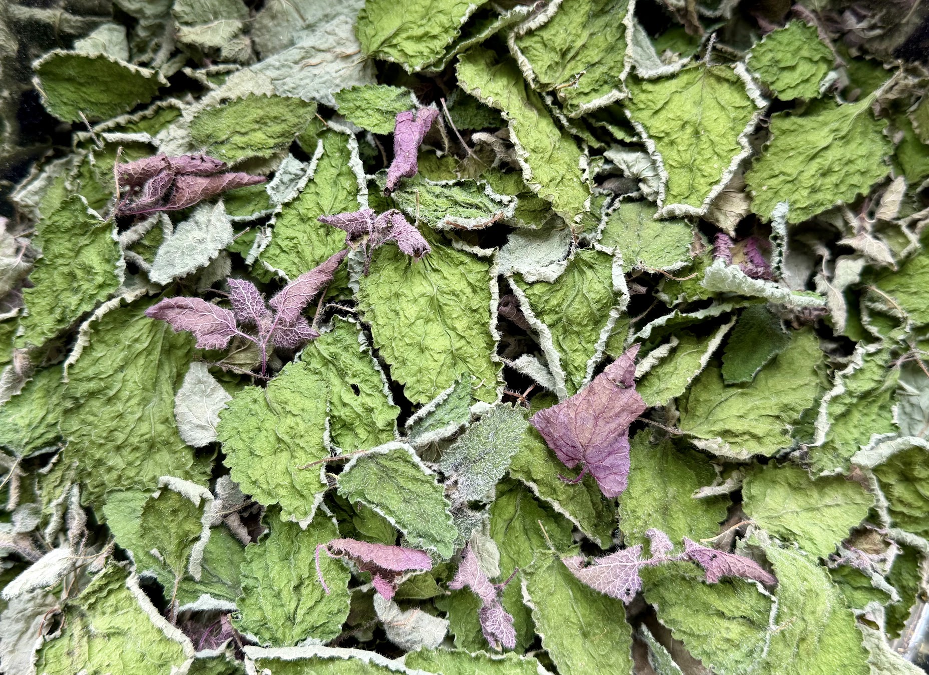 Lemon Balm Tea
