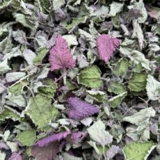 Lemon Balm Tea
